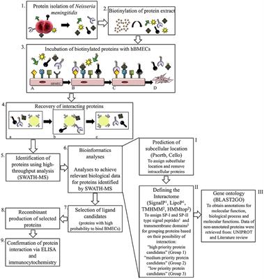 Deciphering the Interactome of Neisseria meningitidis With Human Brain Microvascular Endothelial Cells